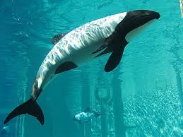 What types of ecosystems and environments do Dolphins inhabit?