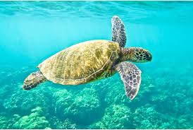 Green Sea Turtle