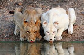 What types of ecosystems and environments do Lions inhabit?