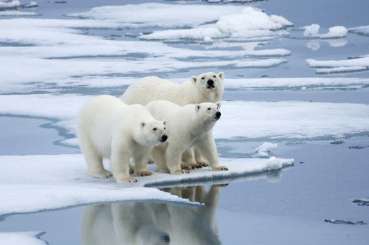 What types of ecosystems and environments do Polar Bears inhabit?