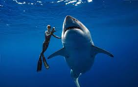 What types of ecosystems and environments do Sharks inhabit?