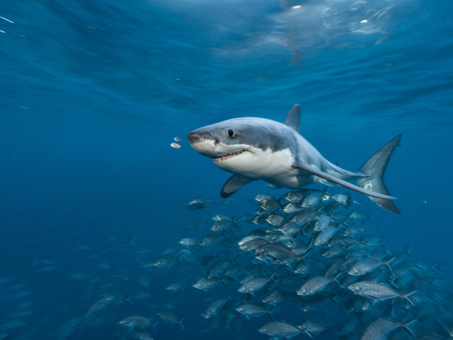 White Shark GPS Tracker + Education And Beach Clean Up