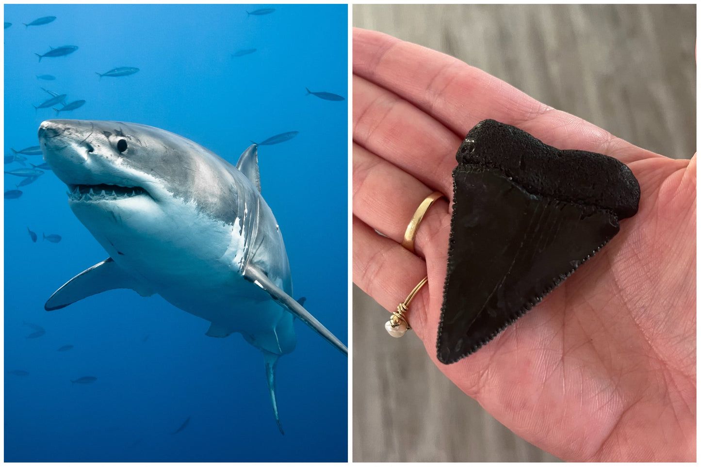 White Shark GPS Tracker + Education And Beach Clean Up