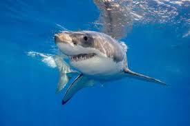 White Shark GPS Tracker + Education And Beach Clean Up