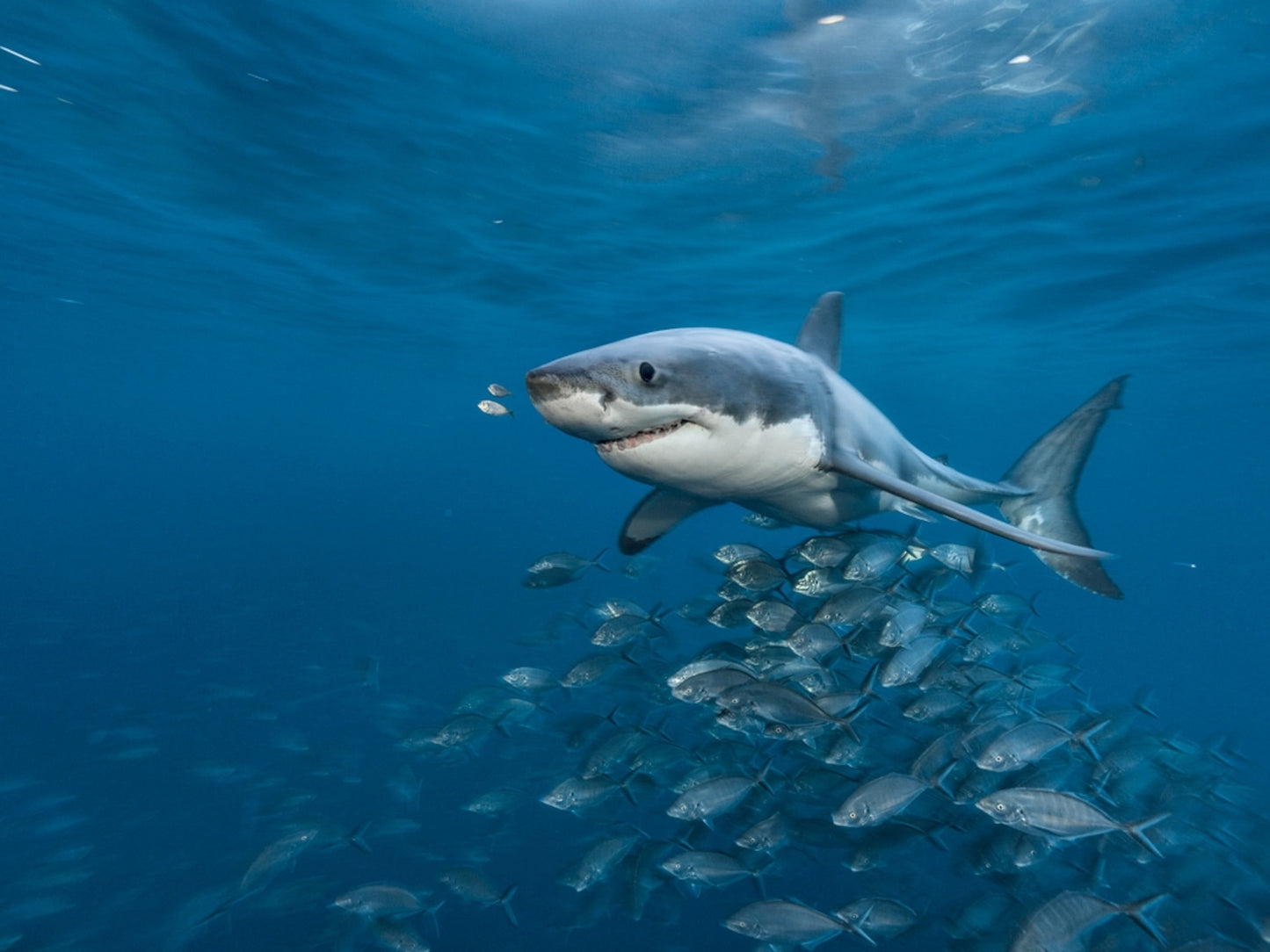 White Shark GPS Tracker + Education And Beach Clean Up
