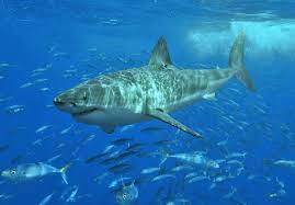 Whale Shark GPS Tracker + Education And Beach Clean Up