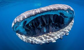 Whale Sharks
