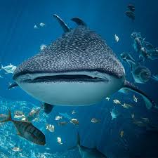 Whale Sharks