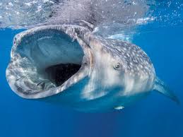 Whale Sharks