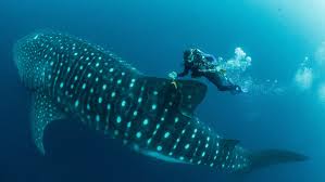 Whale Sharks