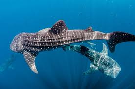 Whale Sharks