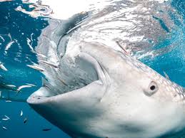 Whale Sharks