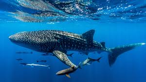 Whale Sharks