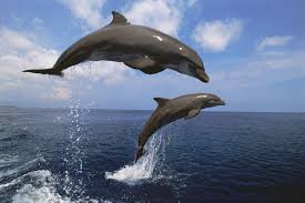 What are the distinctive physical features of dolphins? How do these features help them survive in their natural habitat?