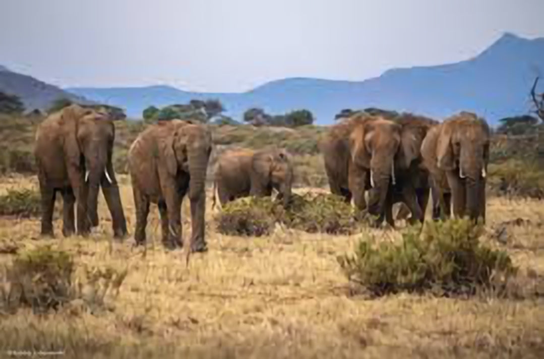 What types of ecosystems and environments do elephants inhabit?
