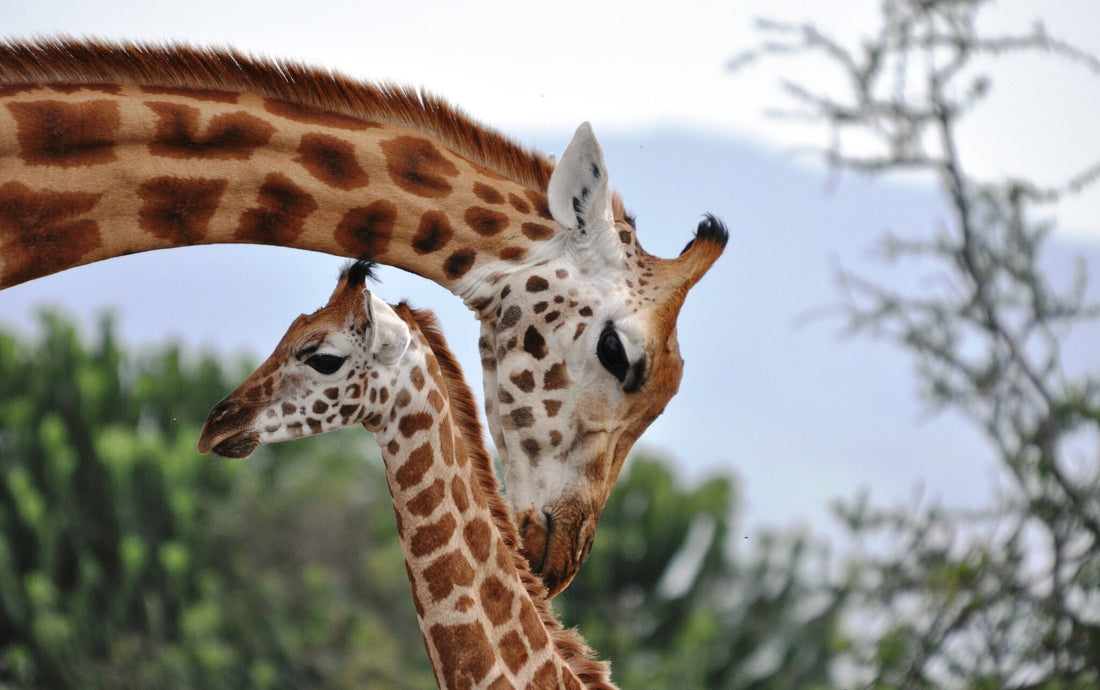What are the distinctive physical features of giraffes? How do these features help them survive in their natural habitat?
