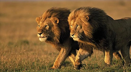 What are the distinctive physical features of lions? How do these features help them survive in their natural habitat?