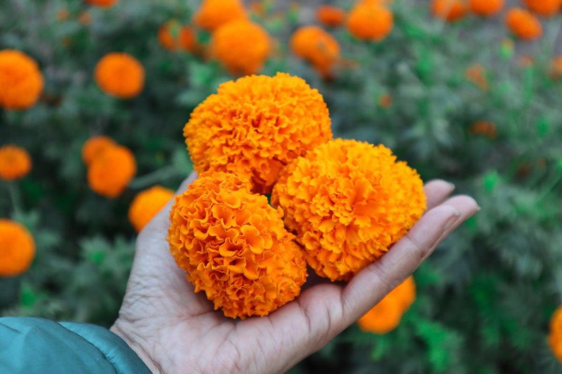 How to save and make money by makeing Marigold seed bombs.