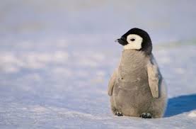 What are the distinctive physical features of penguins? How do these features help them survive in their natural habitat?
