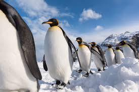 What types of ecosystems and environments do penguins inhabit?
