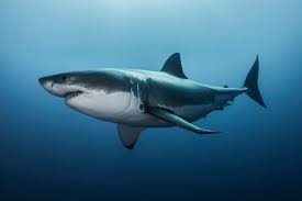 What are the distinctive physical features of sharks? How do these features help them survive in their natural habitat?