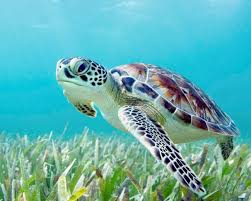 What types of ecosystems and environments do turtles inhabit?