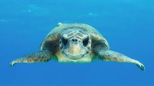 What is the significance of turtles in the wild and in various cultures? Why are turtles considered fascinating and iconic animals?