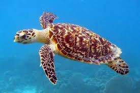 What are the distinctive physical features of turtles? How do these features help them survive in their natural habitat?